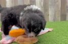 Adorable Mini Bernesedoodle Poodle Mix Puppy