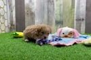 Best Maltipoo Baby