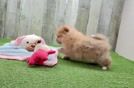 Pomeranian Puppy for Adoption