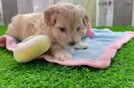 Maltipoo Pup Being Cute