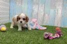 Playful Cavalier King Charles Spaniel Baby