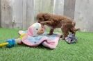 Smart Cavapoo Poodle Mix Pup