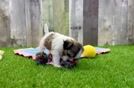 Little Shit Designer Puppy