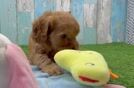 Cavapoo Puppy for Adoption