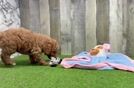 Poodle Puppy for Adoption