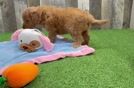Little Mini Goldenpoo Poodle Mix Puppy