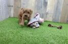 Petite Cockapoo Poodle Mix Pup