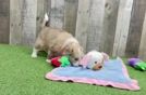 Playful Mini Aussiepoodle Poodle Mix Puppy