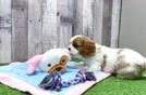 Best Cavalier King Charles Spaniel Baby