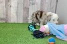 Mini Aussiedoodle Puppy for Adoption