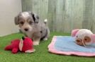 Meet Jon Snow - our Aussiechon Puppy Video