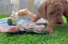 Best Mini Goldendoodle Baby