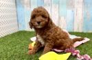 Energetic Cavoodle Poodle Mix Puppy