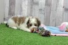 Meet Jim - our Cavachon Puppy Video