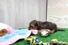 Yorkie Poo Pup Being Cute