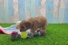 Popular Cavapoo Poodle Mix Pup