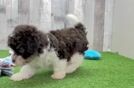 Funny Havapoo Poodle Mix Pup