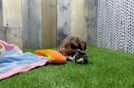 Meet Gracelynn - our Cockapoo Puppy Video