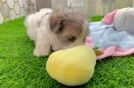 Friendly Maltipoo Baby