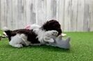 Little Cocker Doodle Poodle Mix Puppy