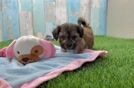 Shih Poo Pup Being Cute
