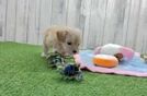 Funny Maltipoo Poodle Mix Pup