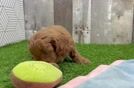 Popular Cavapoo Poodle Mix Pup