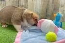 Pembroke Welsh Corgi Puppy for Adoption