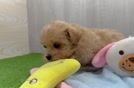 Friendly Maltipoo Baby