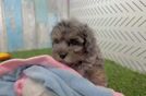Havapoo Puppy for Adoption