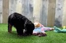 Meet Antoine - our Poodle Puppy Video