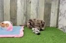 Hypoallergenic Labrapoo Poodle Mix Puppy