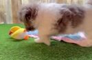 Meet Tango - our Havanese Puppy Video