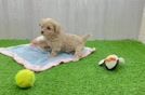 Little Maltese Poodle Poodle Mix Puppy