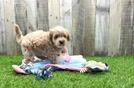 Maltipoo Puppy for Adoption
