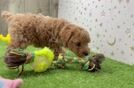 Poodle Puppy for Adoption