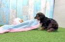 Petite Yorkie Poo Poodle Mix Pup