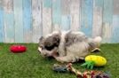 Meet Deacon - our Havapoo Puppy Video