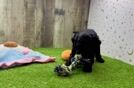 Meet Effie - our Mini Goldendoodle Puppy Video
