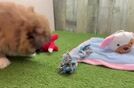 Shih Pom Puppy for Adoption