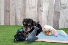 Mini Schnoodle Puppy for Adoption
