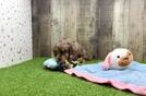 Meet Chelsea - our Cavapoo Puppy Video