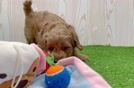 Happy Mini Goldendoodle Baby