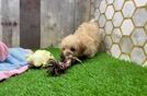 Meet Zero - our Maltipoo Puppy Video