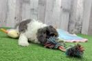 Meet Wade - our Cavapoo Puppy Video