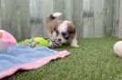 Little Shitzu Designer Puppy