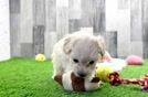 Popular Maltipoo Poodle Mix Pup