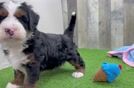Meet Ramsey - our Mini Bernedoodle Puppy Video