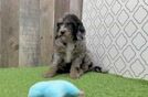 Cavapoo Pup Being Cute