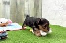 Small Yorkie Poo Baby